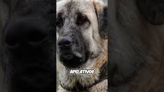 Denominaciones del mastín español mastin mastinespañol denomiación perros [upl. by Ogawa]