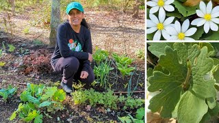 Bloodroot Sanguinaria canadensis  Plant Profile  How To Divide [upl. by Churchill]