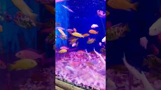 Chiclets fish youtubeshorts aquarium aquariumfish monsterfish [upl. by Norret]