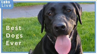 🔴LabsLive Labrador Retrievers and Puppies [upl. by Atirehgram]