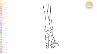 Human leg skeleton drawing  Science diagrams easy How to draw Human leg skeleton easily artjanag [upl. by Adierf]