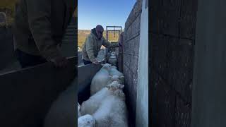 Sheep sorting some days is tough youtubeshorts farming sheepherding sheepfarm sheepherder [upl. by Zeni]