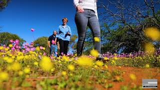 Wildflowers and More in Mingenew [upl. by Delores]