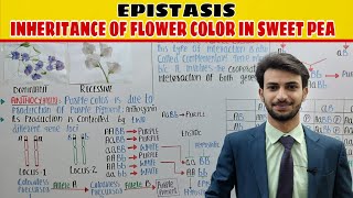 Epistasis  Inheritance of Flowers colour Pigment Phenotype in Sweet Pea  Genetics Muneer [upl. by Ayt]