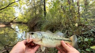 Plopping big creek bass bassfishing hookset fishing [upl. by Aohsoj411]