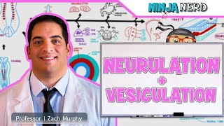 Neurulation  Animated Embryology [upl. by Laine]