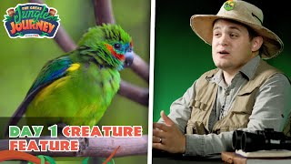 Fascinating Fig Parrot Creature Feature Day 1  The Great Jungle Journey VBS [upl. by Aneele]