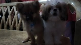 Khobies Reaction quotA Dogs Way Home Movie quot 🤣 shihtzupuppy mhaypegaridoofficialchannel [upl. by Oinimreh110]