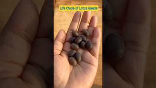 Life Cycle of Lotus Seeds in 14 Seconds shorts lotusseed ytshorts viral shortfeed plants [upl. by Ellerehc]