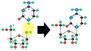 Biochemistry  Structure of nucleotides and nucleosides [upl. by Maguire]