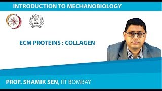 ECM Proteins  Collagen [upl. by Innis18]