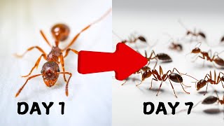 1 Week Transformation Of My Ant Colony [upl. by Bolte]