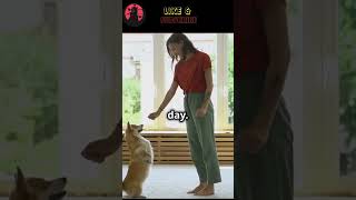 Teach Your Dog Basic Commands under 60 Secs‼️🦮shorts ytshorts dog fypシ゚viral fyp video tiktok [upl. by Annor]