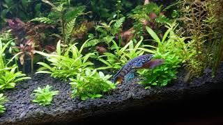 Fundulopanchax Sjoestedti Blue Gularis Killifish Breeding [upl. by Goltz675]