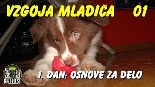 Vzgoja mladiča 01 Lox 1 dan  OSNOVE ZA DELO [upl. by Acenes]