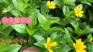 蟛蜞菊的功效与作用 Health Benefit of Wedelia trilobata [upl. by Asssilem]