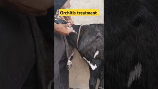 orchitis treatment castration goat goatfarming ytshorts youtube [upl. by Nylazor]