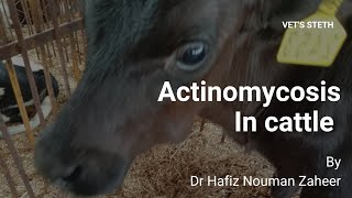 Actinomycosis in CattleClinical case of CalfLumpy jawCausesTreatment By Dr Hafiz Nouman Zaheer [upl. by Adlev233]