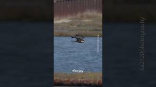 Peregrine Falcon flying in hunting mode falcon falcons peregrinefalcon birdsofprey raptor [upl. by Obie153]