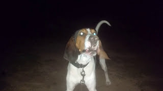 Jax Treeing Walker Coonhound Howling Baying and Having fun [upl. by Notnarb]