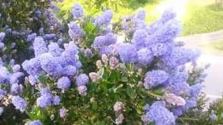 A BEES view in the Ceanothus Plant [upl. by Nedak]