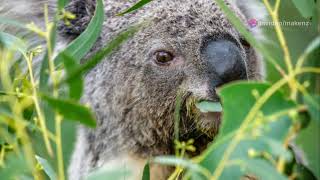 10 MindBlowing Facts About Koalas You Didnt Know [upl. by Alaine]