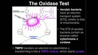 Microbiology Oxidase Test [upl. by Hyozo118]