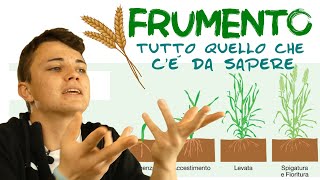 FRUMENTO  fasi fenologiche e morfologia [upl. by Bernelle952]