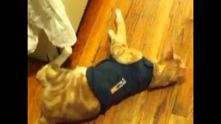 Cat Reviews Thundershirt [upl. by Adnalay651]