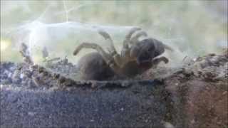 Mygale à chaussette Atypus affinis début du tissage par André Lequet [upl. by Ayikur]