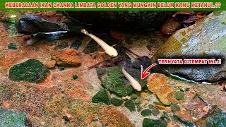 AKHIRNYA Dapat Channa Limbata Golden Langka  Mancing Ikan Channa Limbata Golden Disungai [upl. by Elbys]