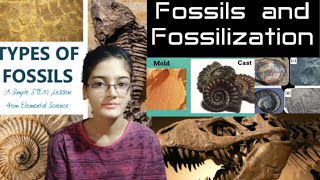 FOSSILS AND FOSSILIZATIONTYPES OF FOSSILSIMPORTANCE OF FOSSILSPROCESS OF FOSSILIZATION [upl. by Anahc]