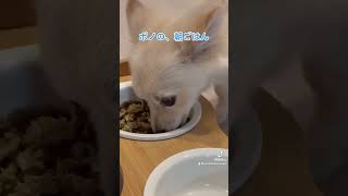 ココグルメのお試しBOXを頼んでみたよ🐶美味しそうに食べてた🥹 ポメチワ チワポメ cocogourmet [upl. by Nyrhtac]