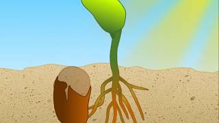 Phytochrome Signaling in Plants HD Animation [upl. by Kelula]