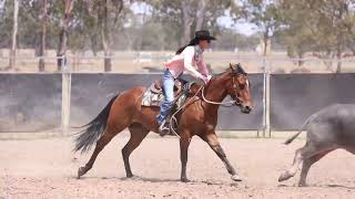 Dalby Stockhorse Sale 24 Belah Duck And Hustle Lot 261 [upl. by Daus]