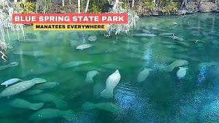 Blue Spring Florida Manatees State Park [upl. by Balliett]