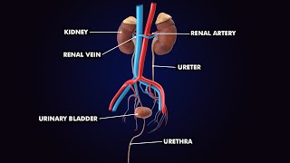 Urinary System Anatomy and Physiology of Urinary System 3d Illustration [upl. by Ahsiym843]