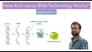 What is Antisense Technology How Antisense RNA work Application [upl. by Hniv]