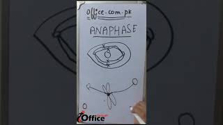 What is Anaphase 1 in Urdu  Hindi [upl. by Adlare]