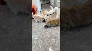 Today the bowl almost fell over Cat Summoning Technique Longhaired Golden Tabby [upl. by Sweeney]