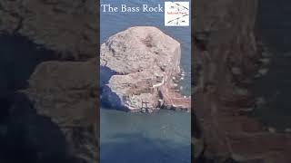 The Bass Rock flying aviation [upl. by Merriott780]