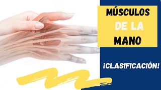 CLASIFICACIÓN de la MUSCULATURA de la MANO ✍️ [upl. by Busey]