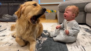 Golden Retriever Pup Makes Baby Cry But Says Sorry Cutest Ever [upl. by Nahsin]