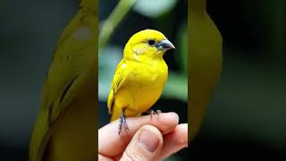 Canaries in Focus Beauty and Song BirdLovers Canary [upl. by Ignazio474]