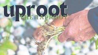 quotUproot the Taprootquot  July 2424 Wednesday PM [upl. by Cofsky495]