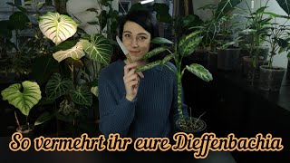 Dieffenbachia vermehren  Zimmerpflanzen schneiden und Steckling bewurzeln [upl. by Aihsined]