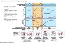 The Cardiac Cycle Demystified [upl. by Hamann]