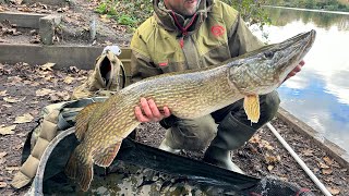 Monster pike caught at Dartford Lakes [upl. by Bubb915]