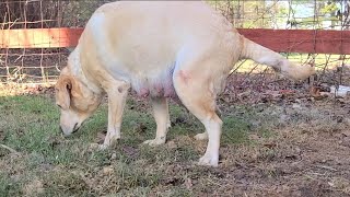 Signs Of Dog Getting Ready To Go Into Labor  Birth Of Puppies [upl. by Repohtsirhc627]