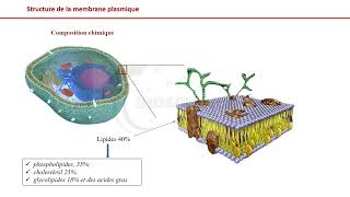 Vidéo 1 Membrane plasmique  Présentation générale [upl. by Alenas816]